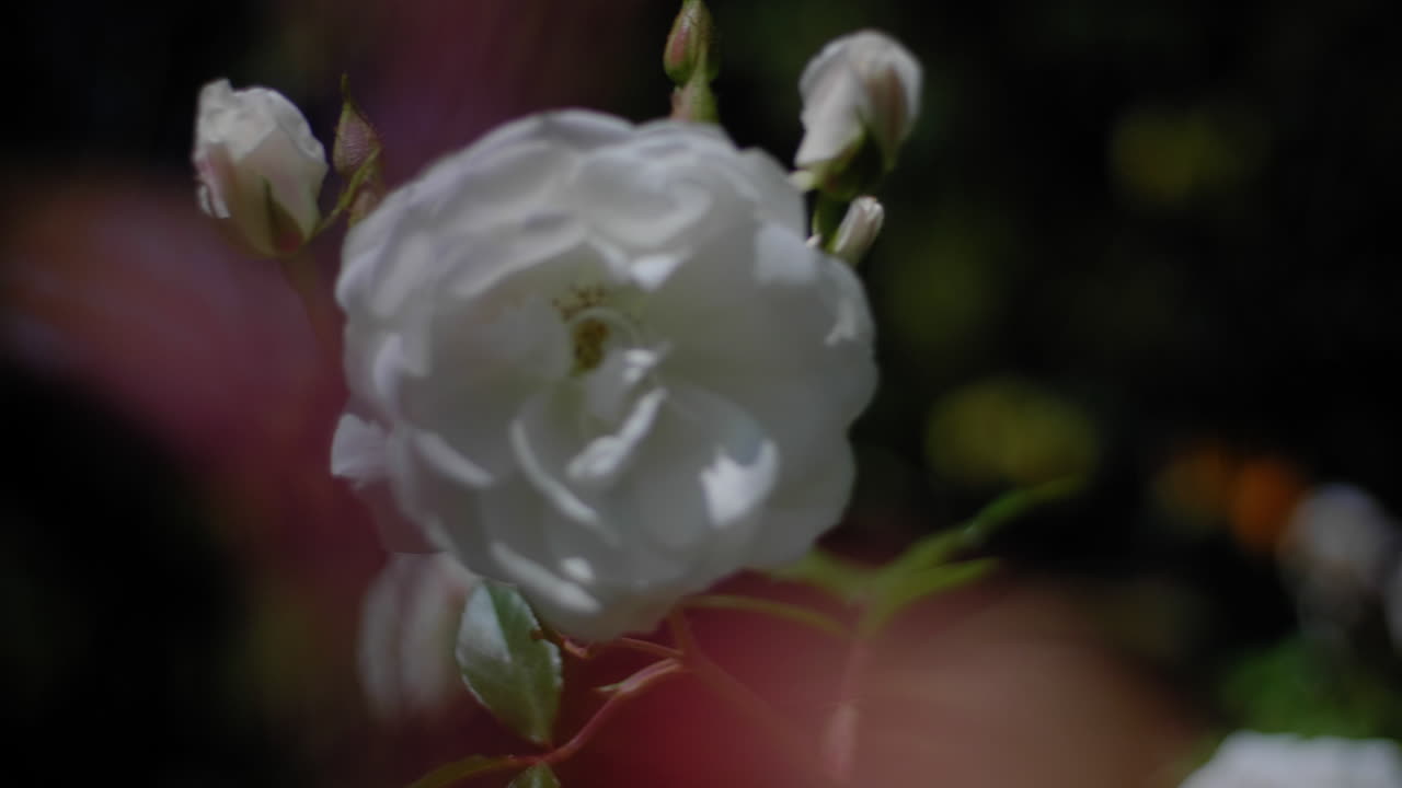 하얀 꽃이 바람에 움직인다