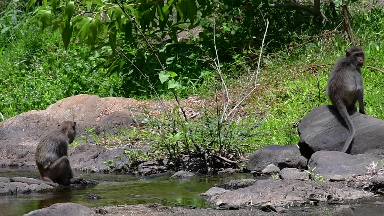 los macacos de cola larga son los monos más fáciles de encontrar en tailandia, ya que están presentes en complejos de templos, parques nacionales e incluso pueblos y ciudades