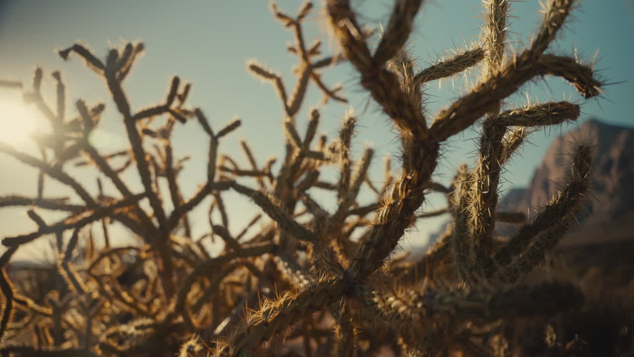 Desert Cactus Landscape at Sunrise/Sunset