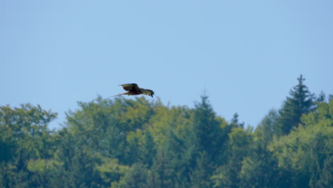 super slow motion track shot of wild red kite eagle in flight against forest and blue sky