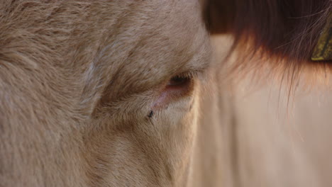 agriculture - cow's eye blinking with a fly next to it, slow motion close up