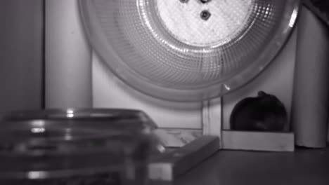 Time-lapse-of-russian-hamster-running-on-the-hamster-wheel,-caught-by-night-vision-infrared-camera