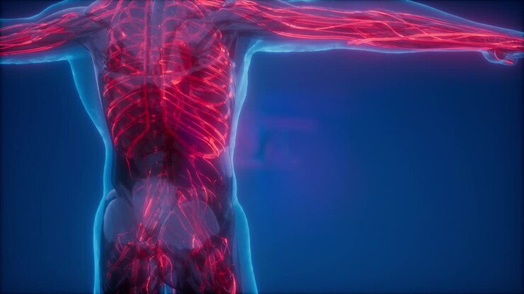 Blood Vessels of Human Body