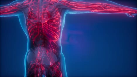 vasos sanguíneos del cuerpo humano