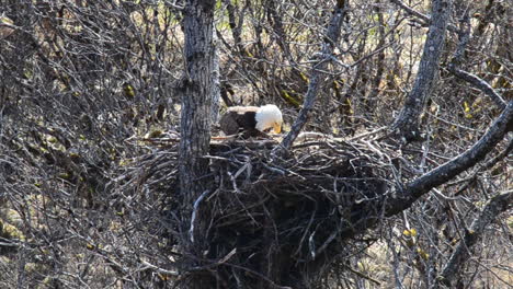 a mother bald eagle sits in her eagle nest and attends to her baby eagle chick