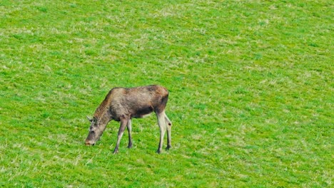 a cow moose grazing in summer - wide shot