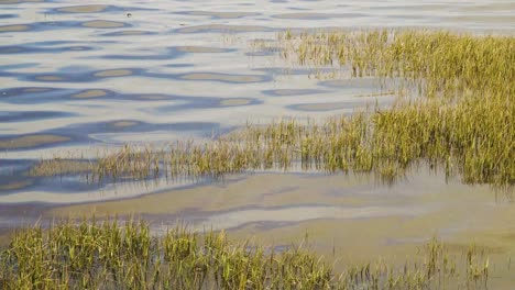 4k-Halb-Untergetauchte-Wasserpflanzen,-Die-Sich-Auf-Der-Flut-Der-Ria-De-Aveiro-An-Der-Mündung-Des-Flusses-Vouga-Bewegen,-60fps