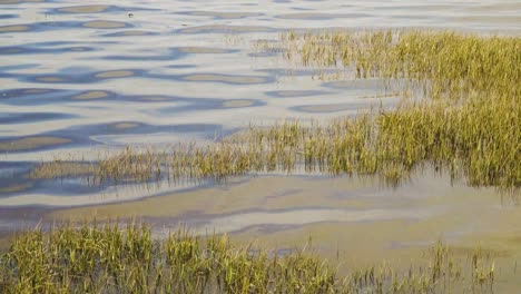 4k half submerged water plants moving on the tide of the ria de aveiro on the estuary of river vouga, 60fps