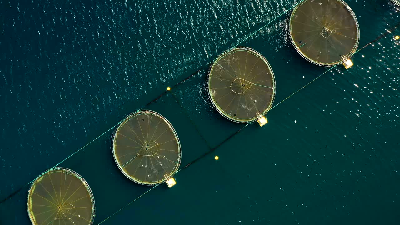 노르웨이의 연어 농장  ⁇ 시