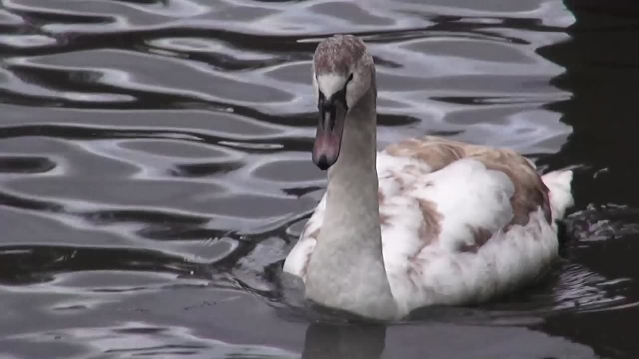 primer plano en un cisne nadador 5 segundos 50 fps hd 00342