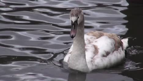 close up on a swimming swan 5 secs 50 fps hd 00342