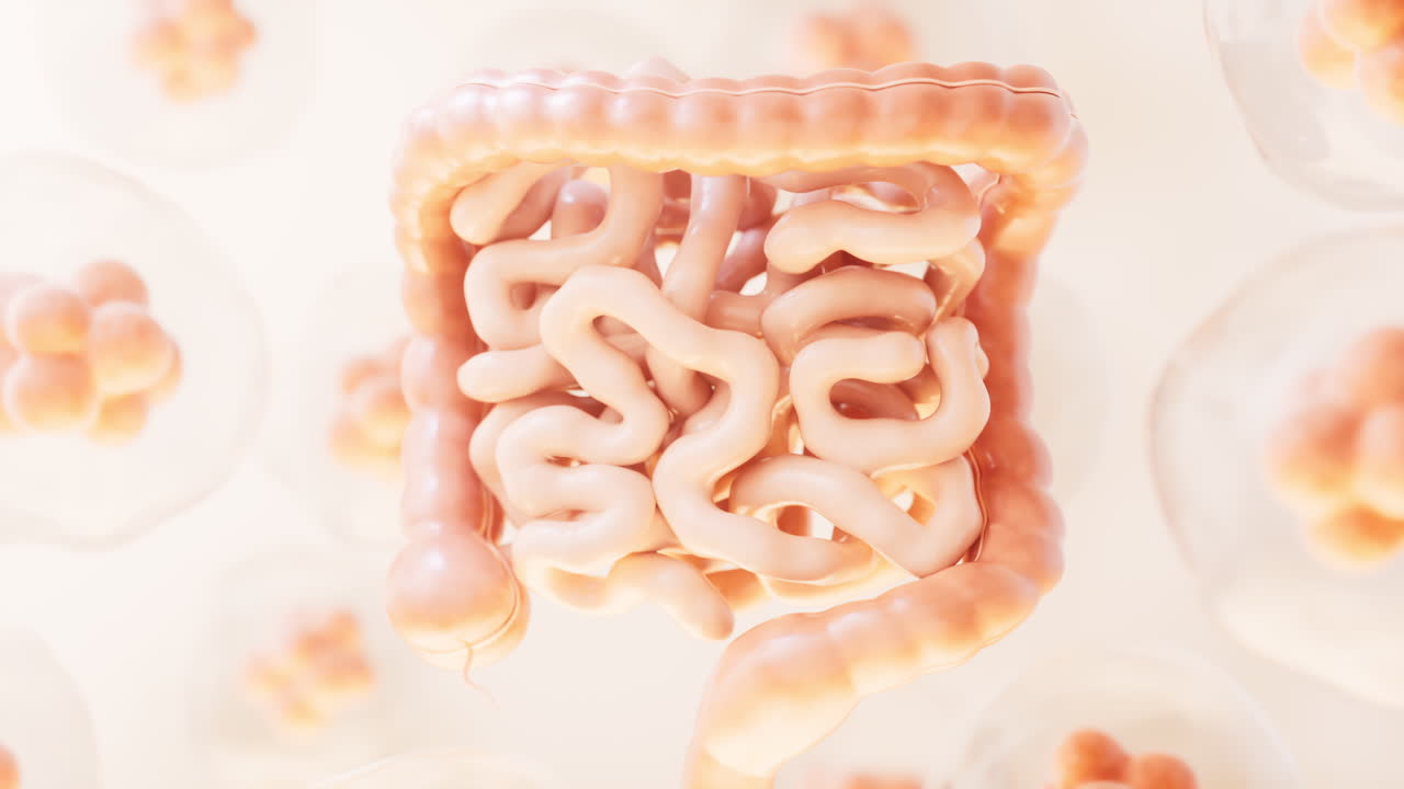 tracto intestinal con concepto de salud digestiva, renderización en 3d.
