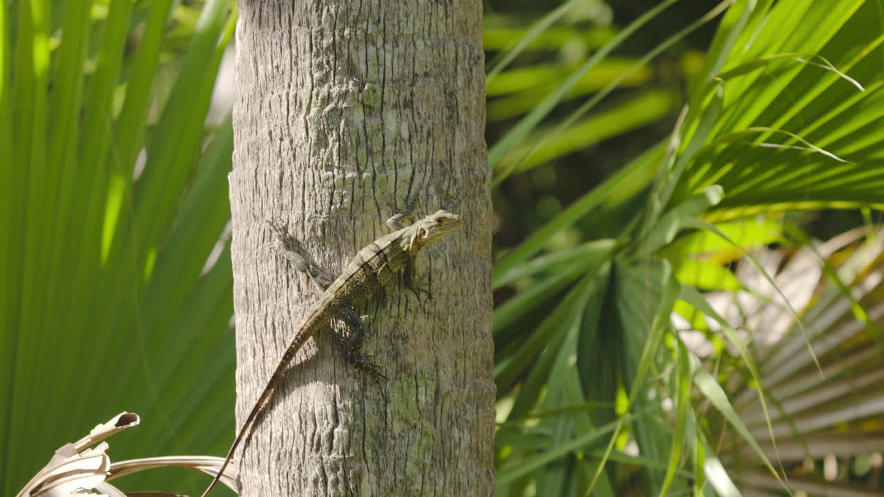 Iguana Walking Down Palm Tree