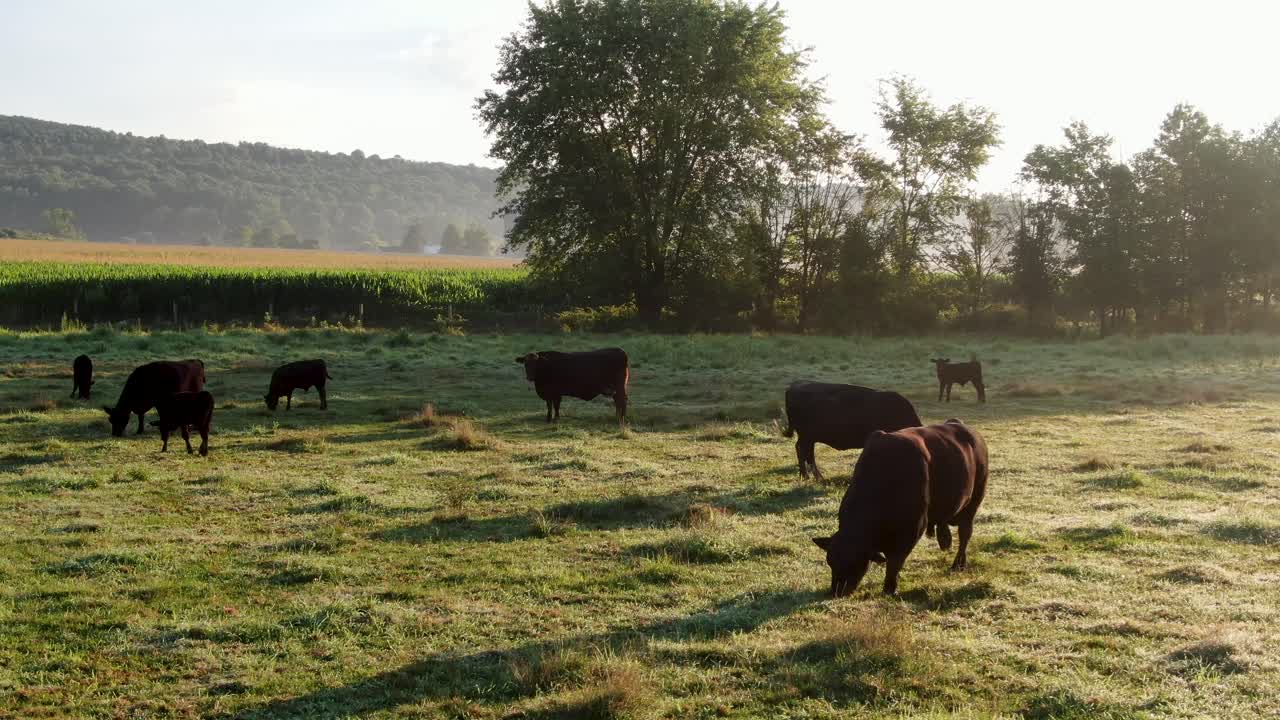 Famiglia, mandria di bovini Angus neri, vacche, tori e vitelli pascolano in un prato verde, con la rugiada sull'erba, sotto la nebbia e la foschia drammatiche illuminate dal sole mattutino.