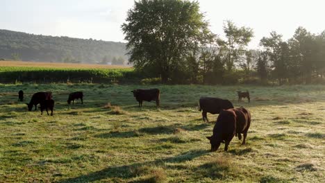 family, herd of black angus cattle, cows, bulls calves graze in green meadow pasture field, dew on grass, under dramatic morning sunlight fog, mist