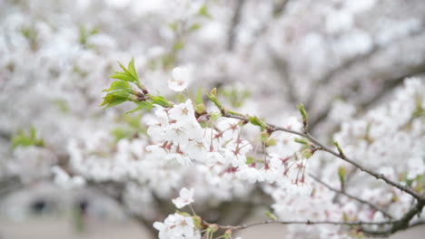 Weiße-Blütenblätter-Japanischer-Sakura-baum,-Der-Sanft-Im-Wind-Weht