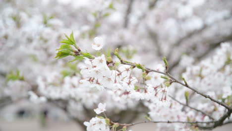 white petals japanese sakura tree gently waving in wind