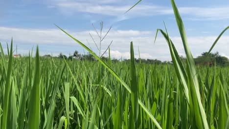 best footage video of terrace ricefarm in bali