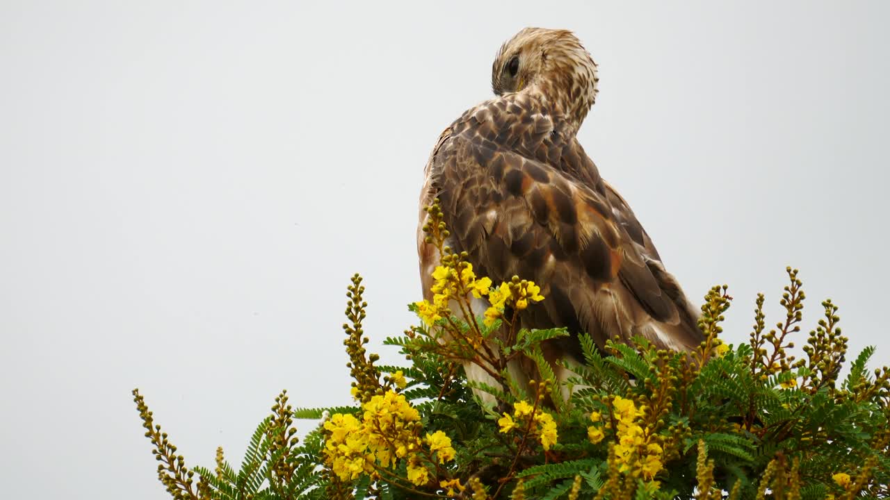 ratonero de estepa en cámara lenta en áfrica acicalándose limpiando el pecho y las plumas del cuello en lo alto de un árbol con flores amarillas