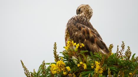 Slow-motion-Steppe-Buzzard-in-Africa-preening-grooming-cleaning-chest-and-neck-feathers-perched-atop-a-tree-with-yellow-flowers