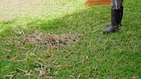 persona irreconocible rastrillando hierba seca del césped. camara lenta