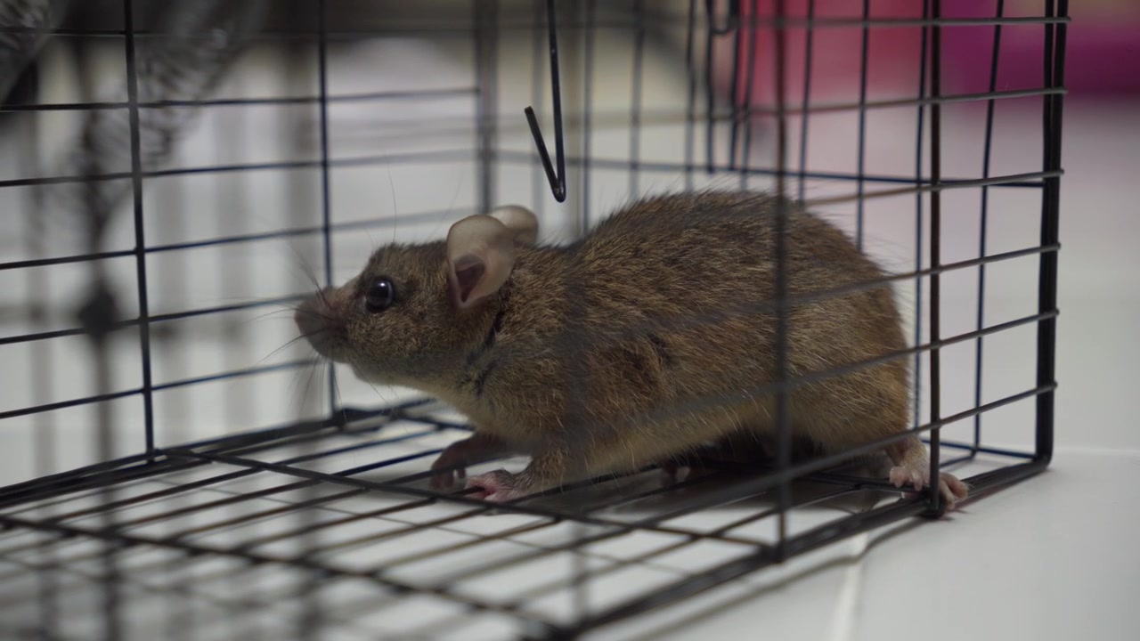 Ratto intrappolato in una gabbia che cerca di scappare per la disinfestazione.