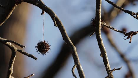 Seed-pod-of-sweetgum-tree-blowing-in-gentle-breeze-with-rim-lighting