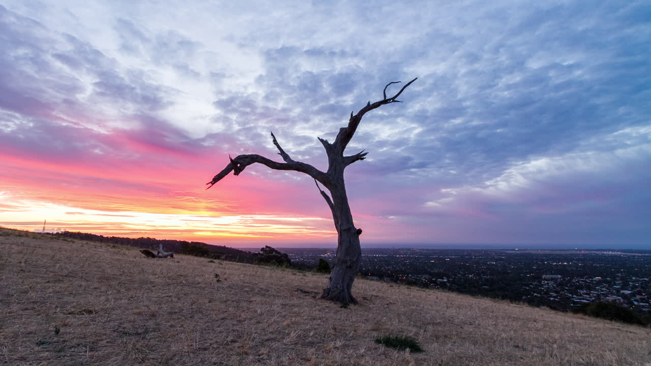 Time-lapse van kleurrijke zonsondergangwolken boven een eenzame oude boom op een heuvel, terwijl de stadslichten aangaan in Adelaide, Zuid-Australië.