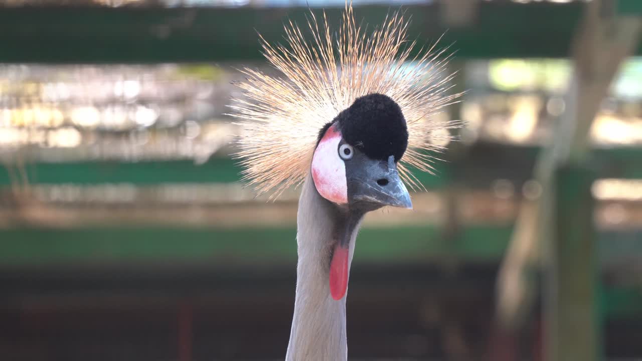 호기심 많은 회색 왕관 기중기, 마른 긴 목, 목 주머니가 있는 발레리카 레굴로룸, 머리 세부 사항을 캡처하는 야생 동물 클로즈업 초상화 샷 및 뻣뻣한 황금 볏이 있는 깃털