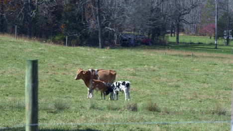 cow with calves in field