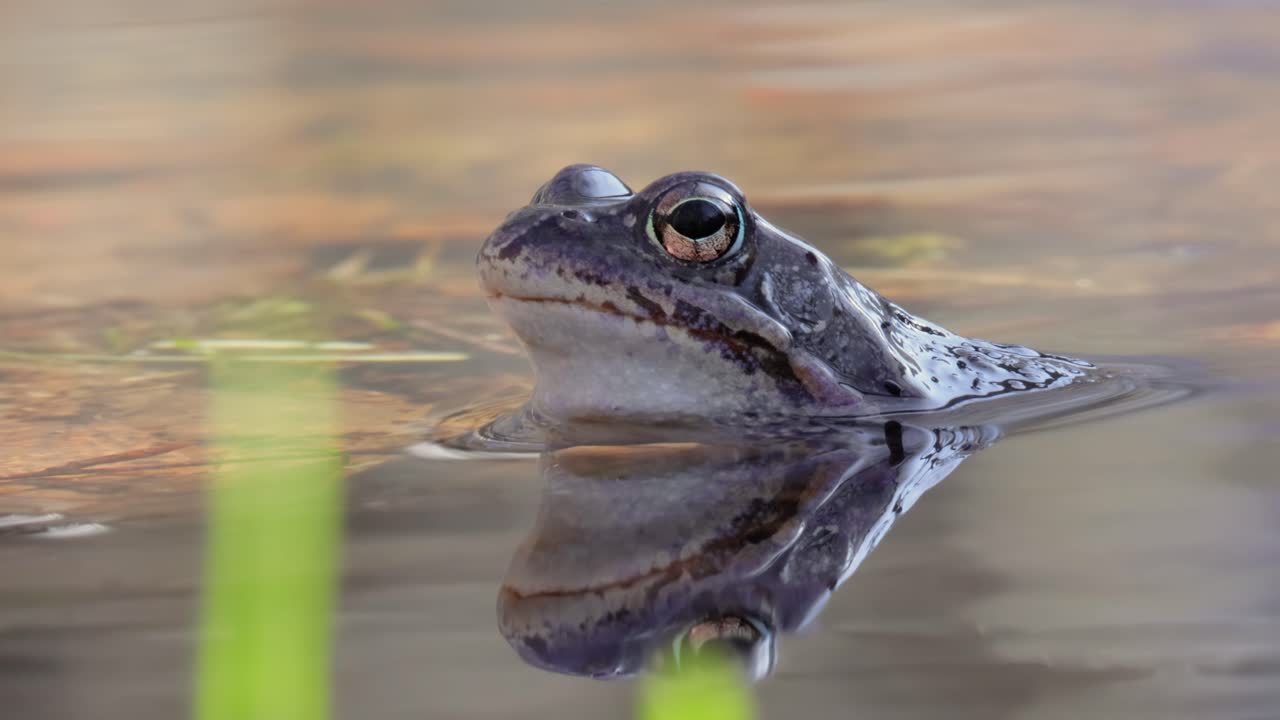 연못에 있는 개구리