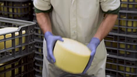 cheese maker holding cheese wheel at the cheese storage during the aging process.