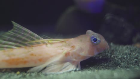 primer plano extremo de un rubio volador oriental que no se mueve dentro de un acuario en numazu, japón
