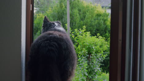 medium shot of a dog standing in an open door looking into his garden