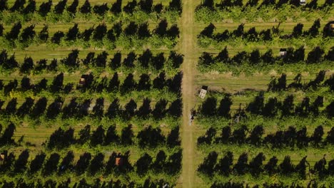 Beautiful-aerial-top-down-view-of-apple-trees-in-rows-and-workers-picking-fruit-on-orchard