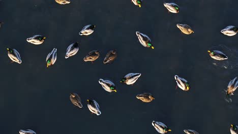 drone aerial view of ducks