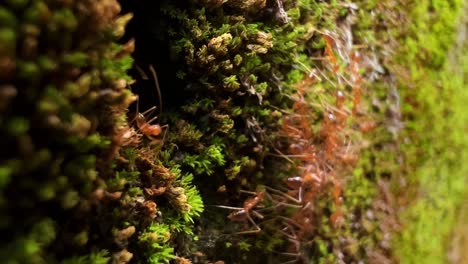 close-up of fire ants working on the rainforest ground in indonesia- portrait shot