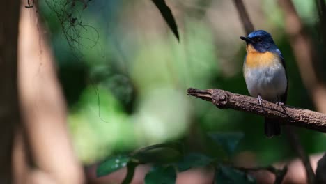 Nach-Links-Gerichtet,-Während-Er-Mit-Seinem-Rechten-Fuß-Auf-Seiner-Stange-Tippt-Und-Sich-Dabei-Umsieht,-Indochinesischer-Blauschnäpper-Cyornis-Sumatrensis,-Männlich,-Thailand