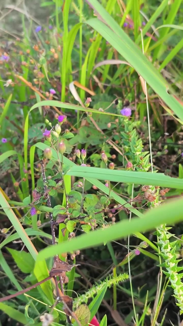 Piccoli fiori selvatici viola che crescono tra l'erba verde alta