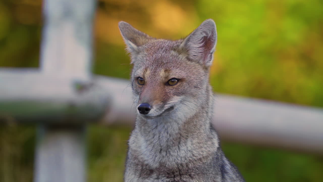 Close-up of a Grey Fox