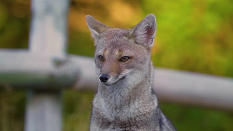 close-up of a grey fox