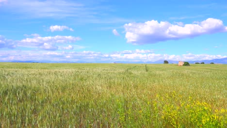 Hermosos-Y-Vastos-Campos-Abiertos-De-Grano-Ondulante