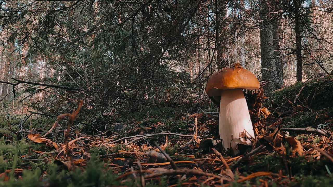 Close view of wild mushroom growing on forest floor in Scotland surrounded by fallen twigs, moss, and pine needles under tall trees with soft autumn light creating calm woodland atmosphere