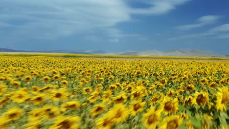 Drohne-Fliegt-über-Ein-Sonnenblumenfeld-4K-Drohnenvideo-Eines-Sonnenblumenfeldes