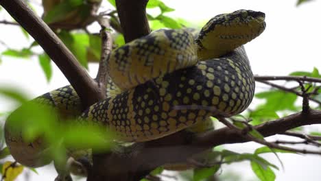 Green snake rest at the branch of tree at snake temple