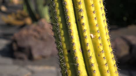 en primer plano un cactus mostrando es el color y los picos