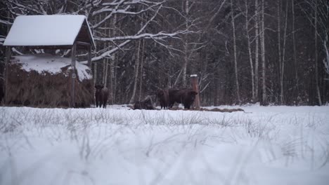 Bisonte-Europeo-En-El-Bosque-Del-Parque-Nacional-De-Bialowieca,-Polonia-En-Invierno