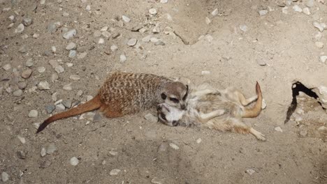 two cute meerkats sleeping together, cuddled up closely