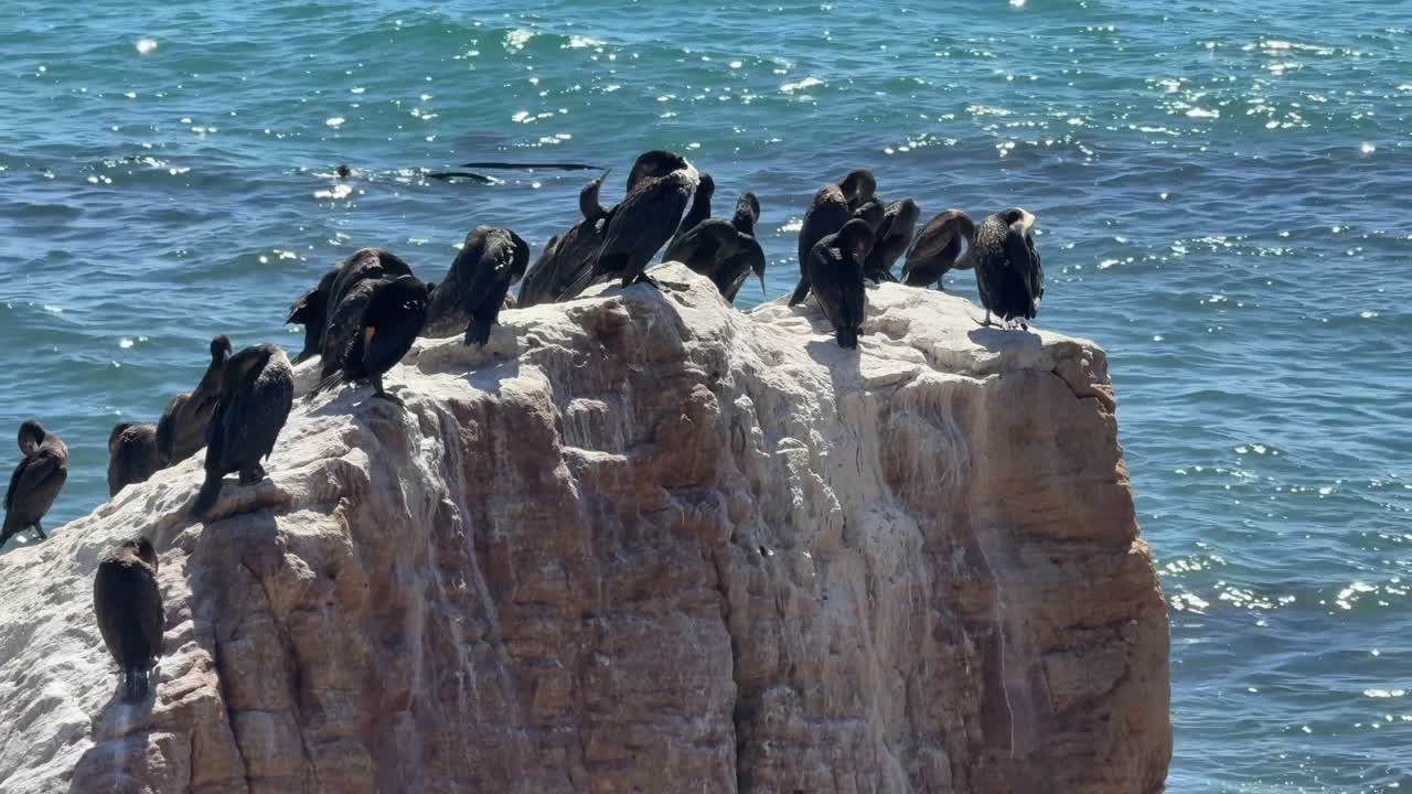 Cormorants drying in the sun