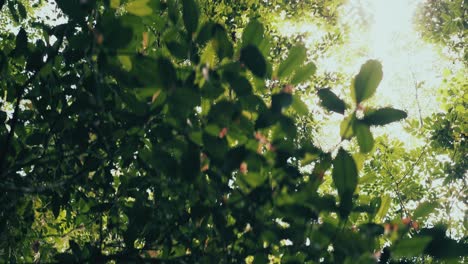 Hiker-point-of-view-of-tree-crown-tops-inside-a-summer-green-amazon-tropical-forest-in-Brazil